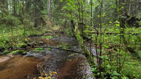 Flowing River Peace 🌊🌿 | Calming River Views & Relaxing Water Sounds