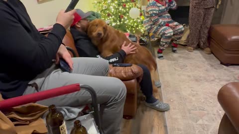 Golden Retriever Scared of Grinch