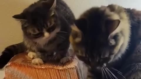 Funny Animal Videos