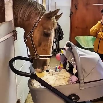 Animal and human proud connection