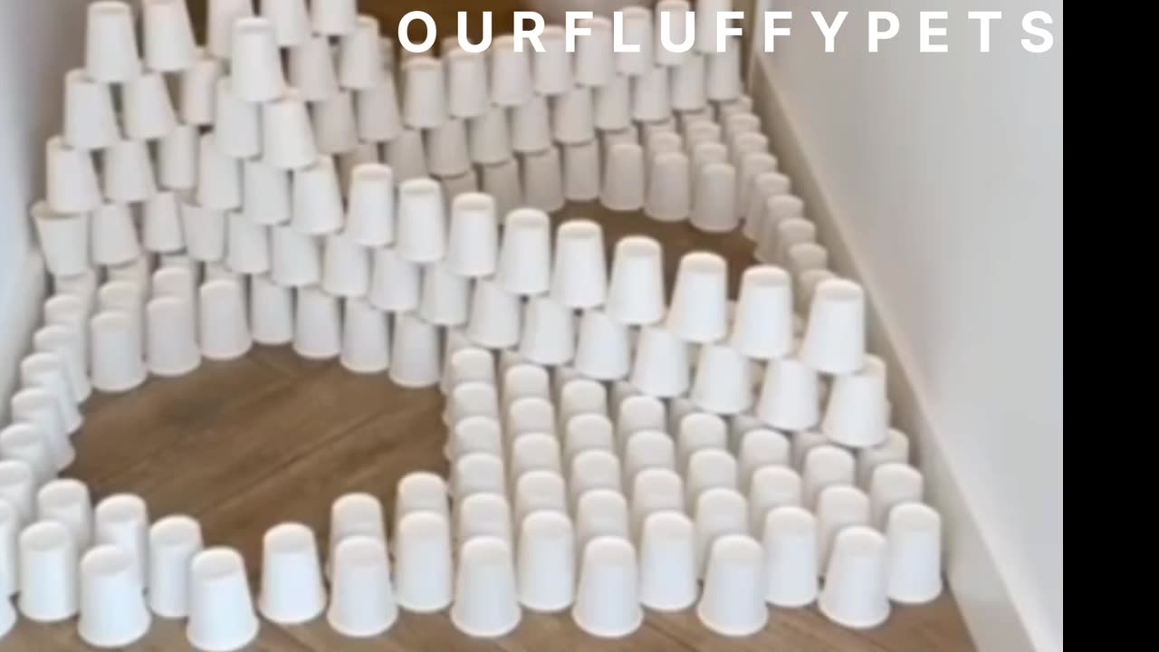 Cat crossing the puzzle and move smartly । funny clip । pets video ।।
