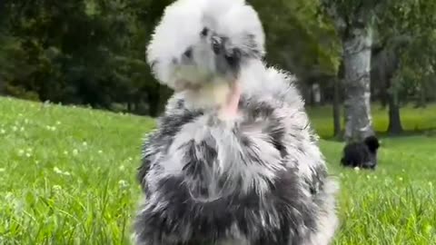 😂🐔 This Silkie Chicken with Googly Eyes is Hilarious! | FunFM