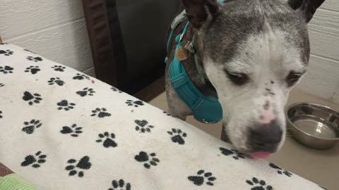 Rocky lovely TRN volunteers previous PACC doggie He's munching hearing low energy humans20250713695