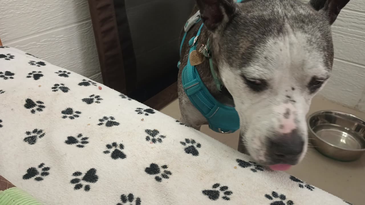 Rocky lovely TRN volunteers previous PACC doggie He's munching hearing low energy humans20250713695
