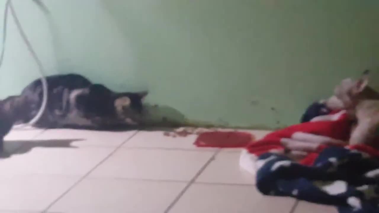 An Intense Yet Boring Standoff Between The Babies and Chica (June 30, 2017)