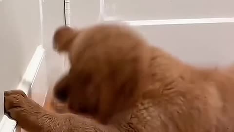 Not just for cats