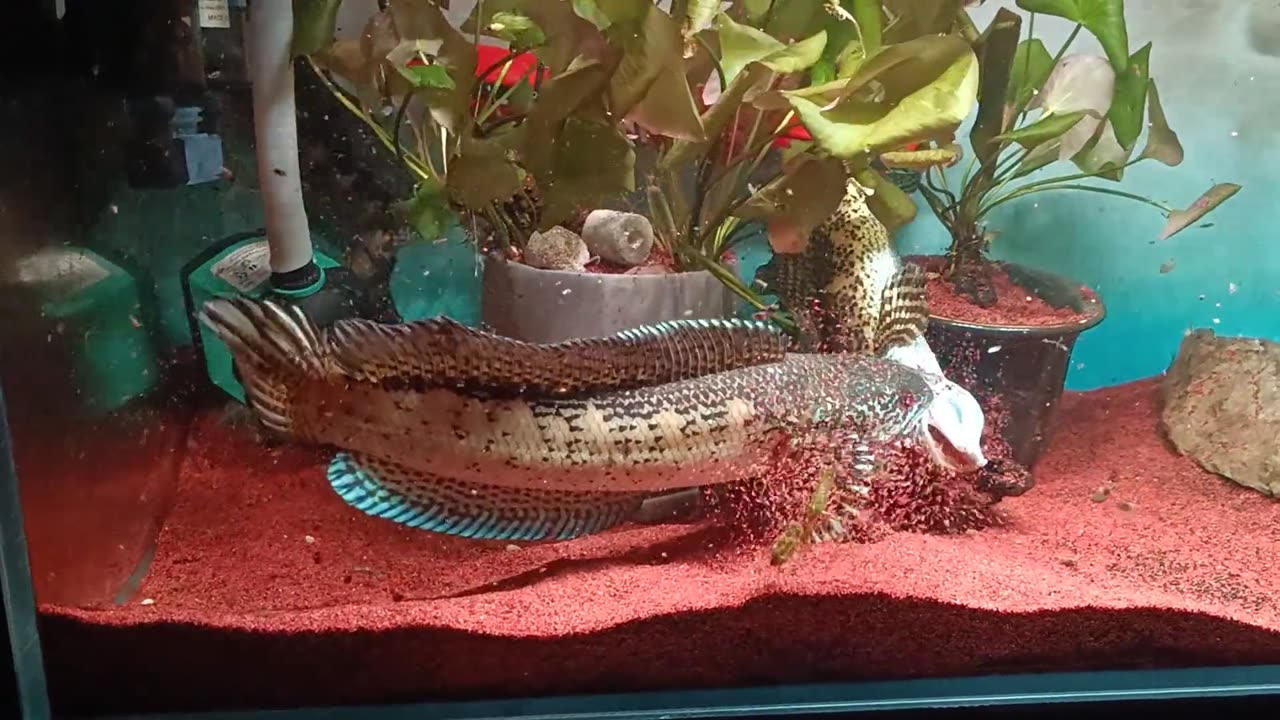 fighting fish