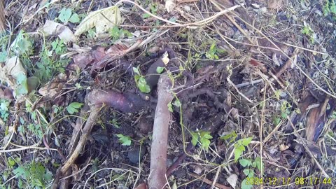 241217A___Madeira_NS-404,_remnants_of_jungle.(1080p)