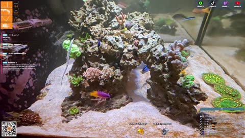24/7 Real Live Reef Stream