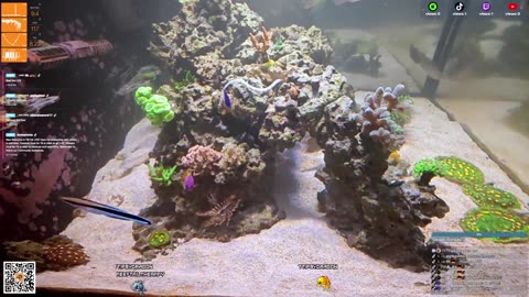 24/7 Real Live Reef Stream