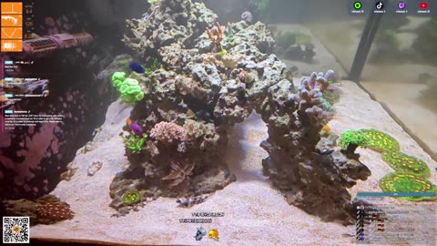 24/7 Real Live Reef Stream