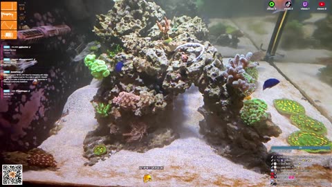24/7 Real Live Reef Stream