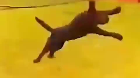 🐾 The Internet’s Funniest Furball Fails