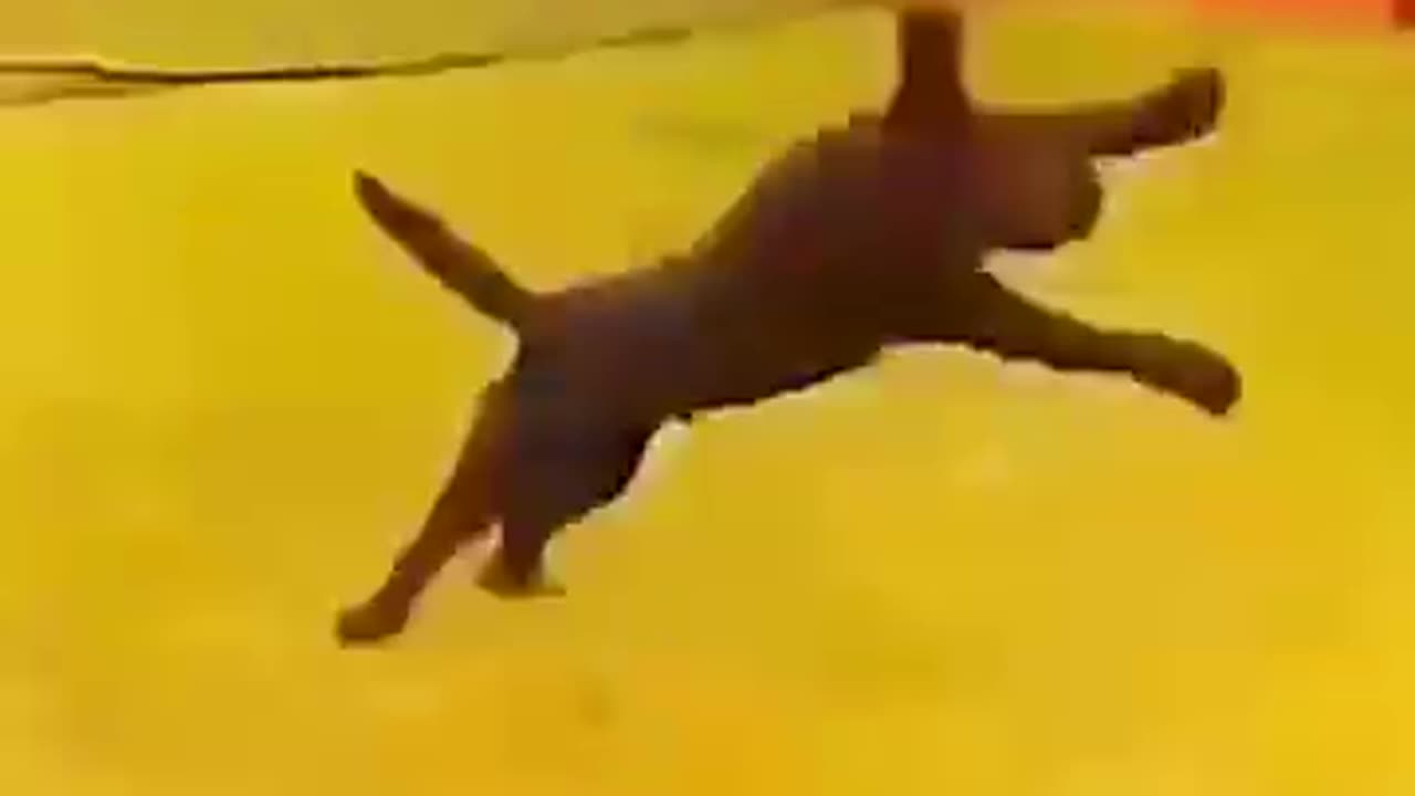 š¾ The Internetās Funniest Furball Fails