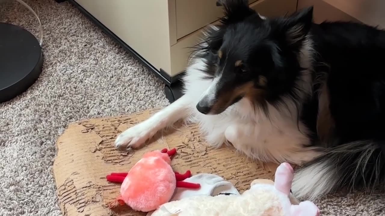 Lyla's Gotcha Day (on Easter) - and new toys!