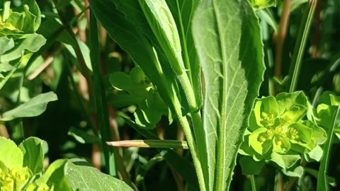 Vibrant Green Life