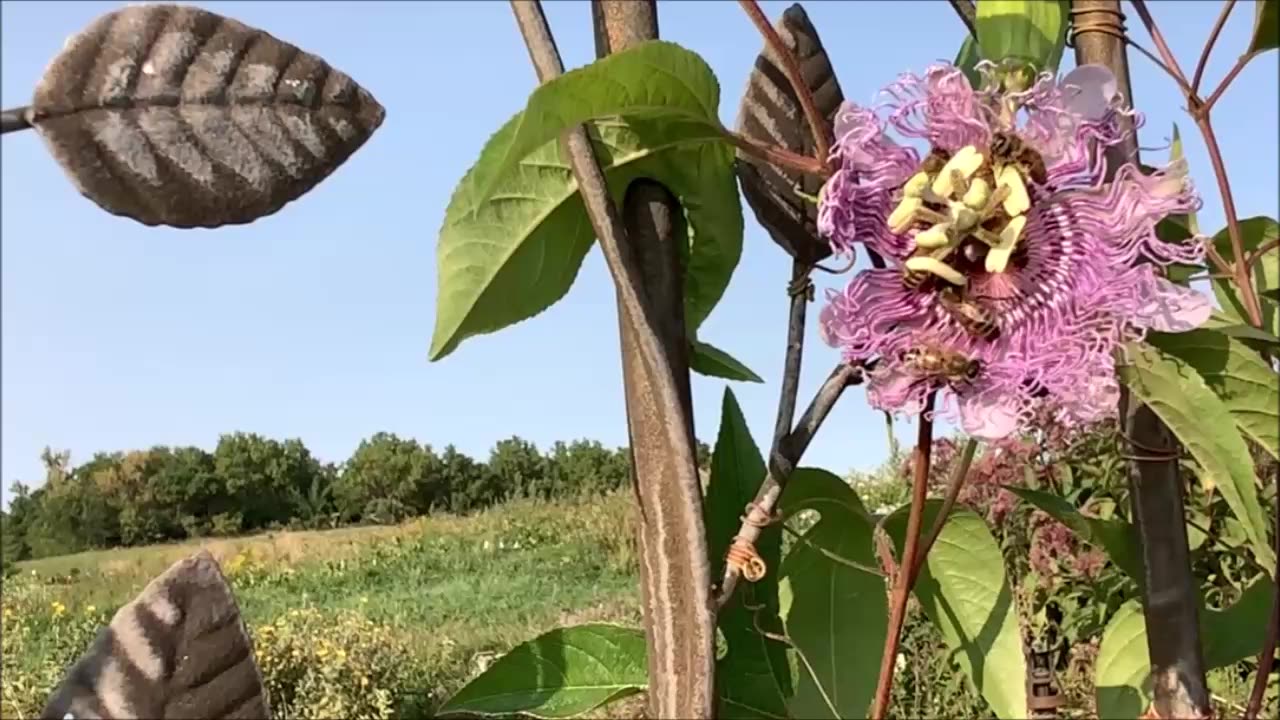 A Quick Hello Passion Flower Sept 2022