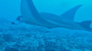 Amazing dive with a stingray