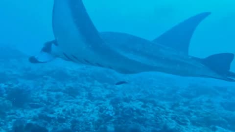 Amazing dive with a stingray
