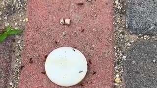 Pranking Ants
