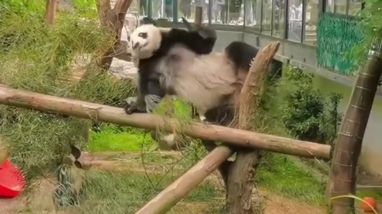 Funny Panda Dances Like a Pro! 🐼💃