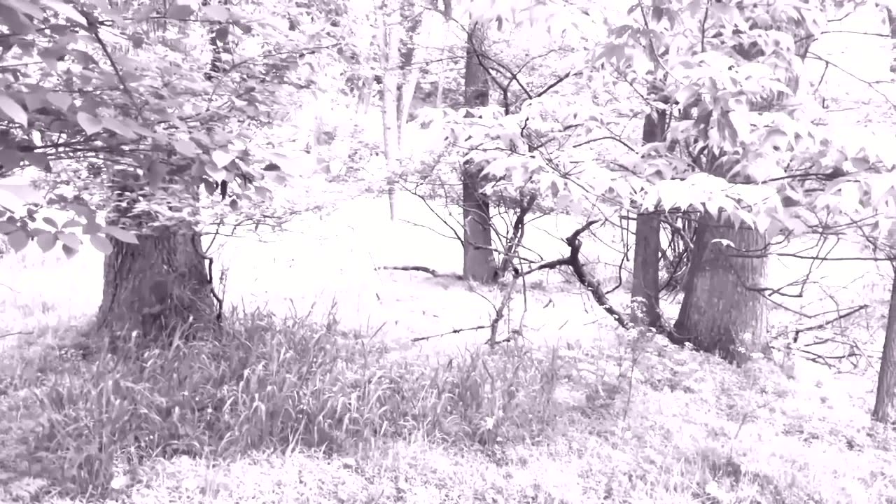 NIGHT OF THE LIVING DEAD SURVIVOR ... RETURN TO WILLARD