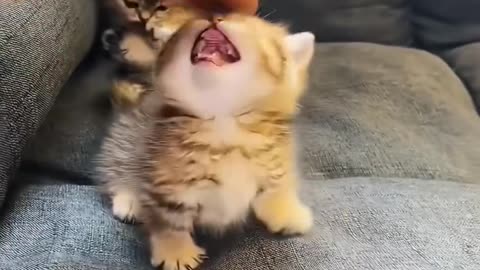 Funny cat