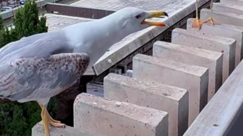 Seagulls Laugh at Their Clumsy Friend