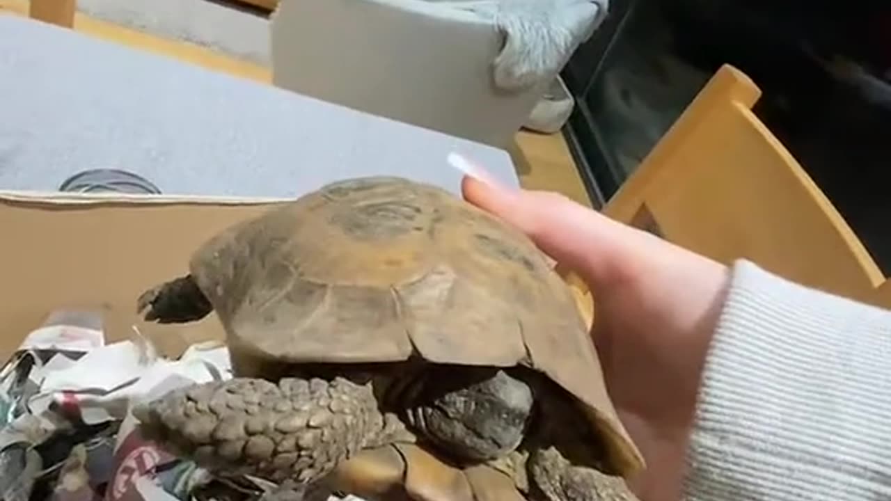 The Unusual Hibernation Spot of a London Tortoise