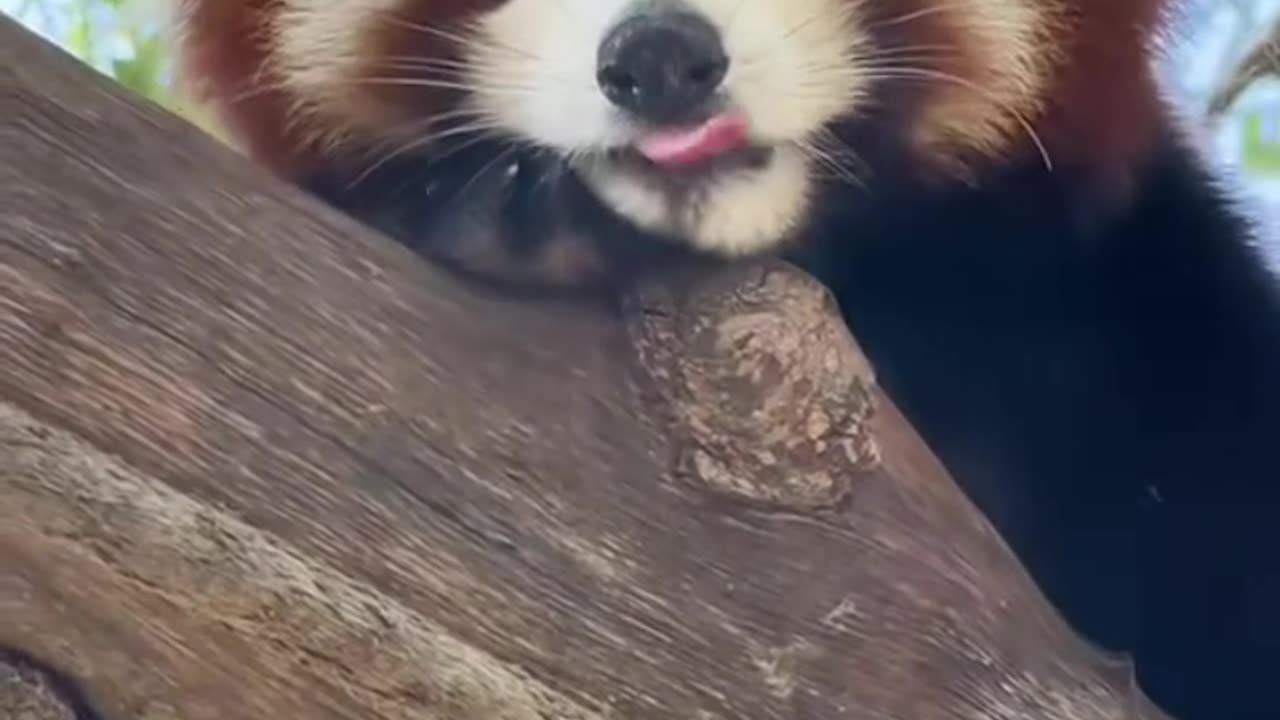Red Pandas