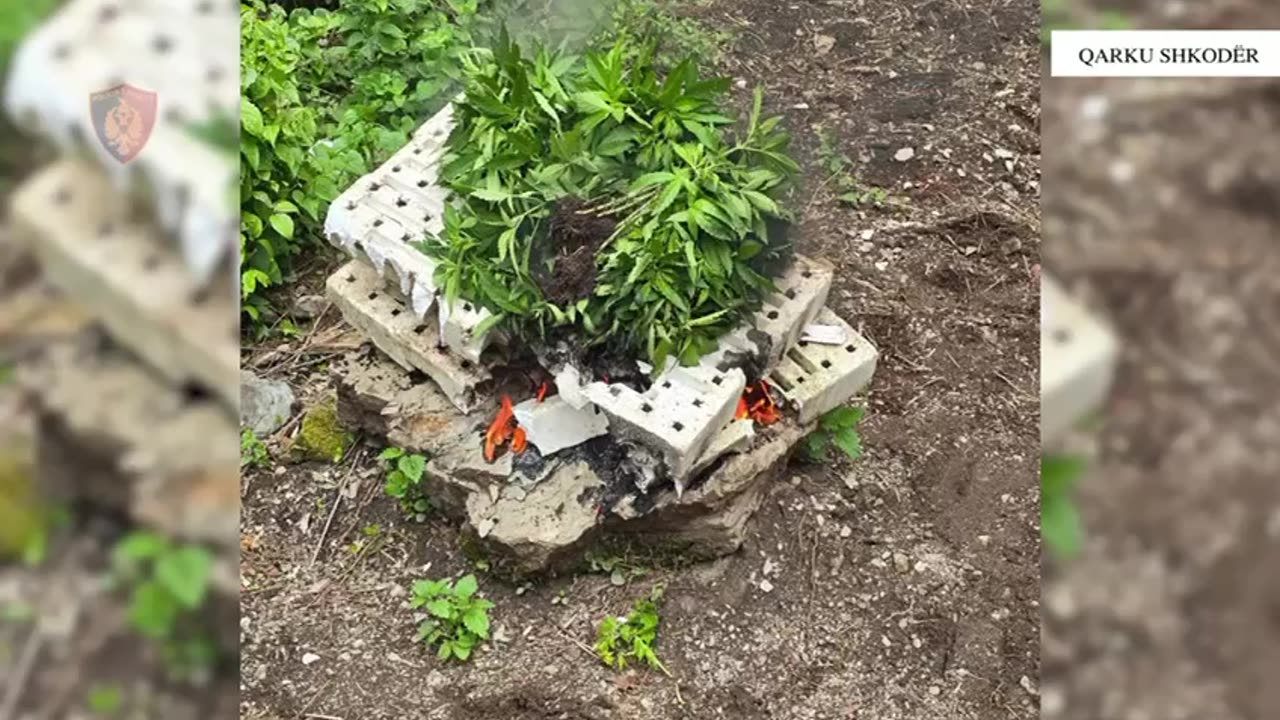 Aksion kundër kanabisit, Policia e Shkodrës asgjëson mbi 1,500 bimë narkotike