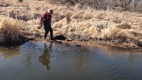Spring Beaver Trapping