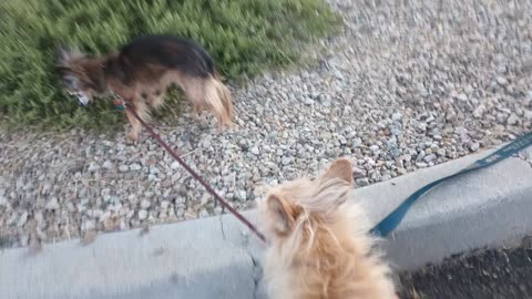 Kiko Villanova ChaCha Paco@midway doggie walk Paco does't want neighbor doggie 2 go_20250609_75
