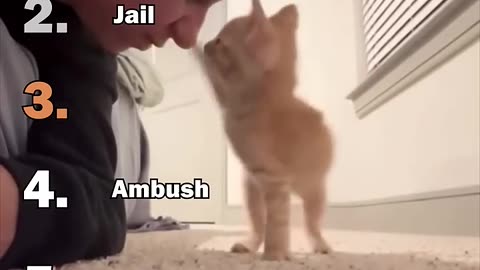 funny cats part 1