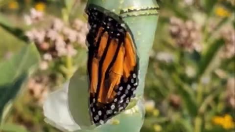 Come to another life.. 🦋😄