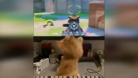 cute cats