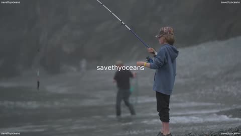 Rebuilding Capelin Everybodyâs Fish
