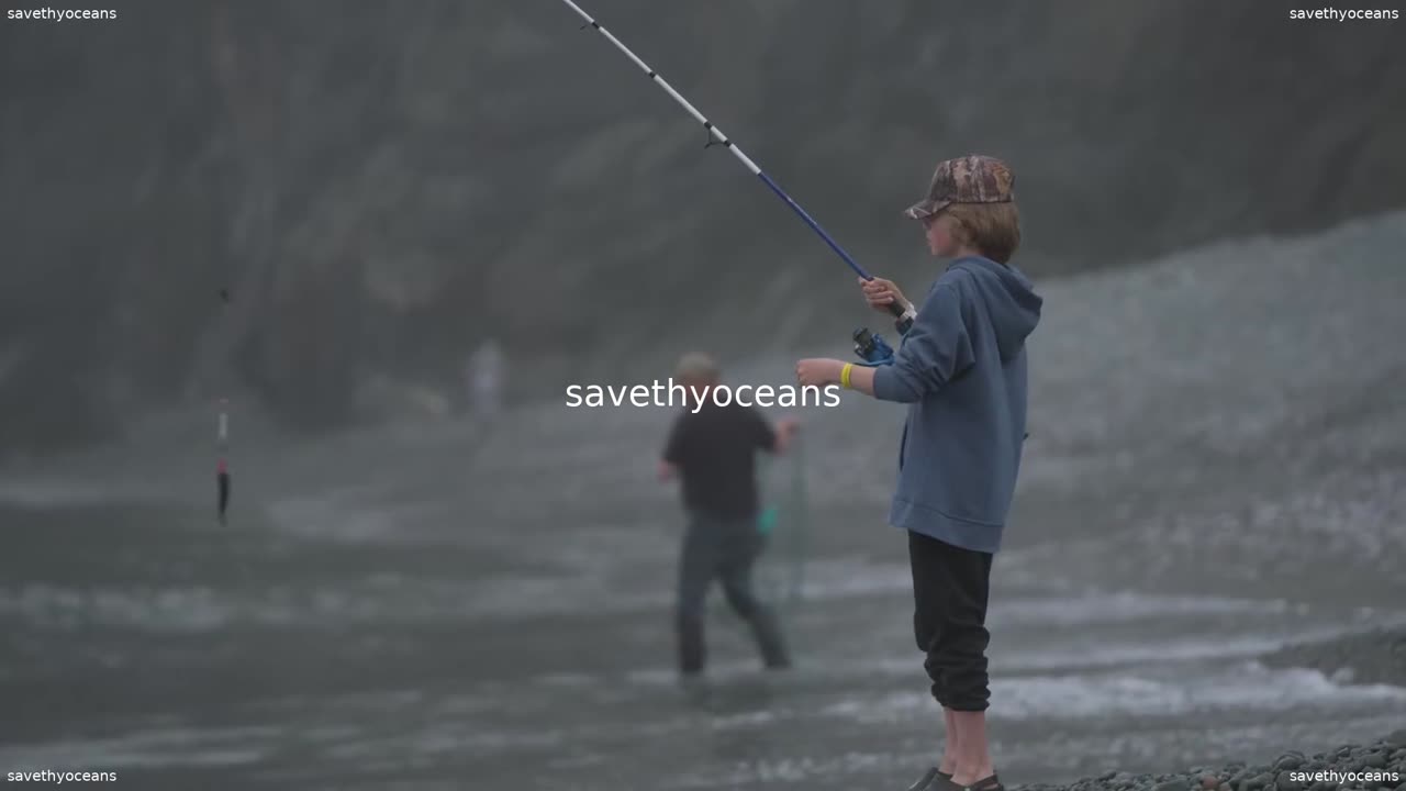Rebuilding Capelin Everybodyâs Fish