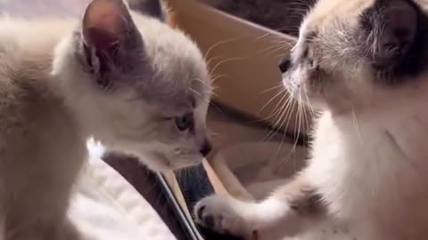 Anyone care to translate?😅