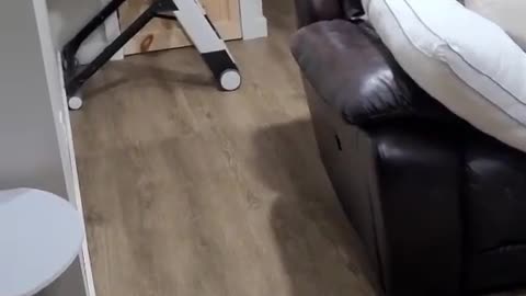 Scaring cats with a cat mask