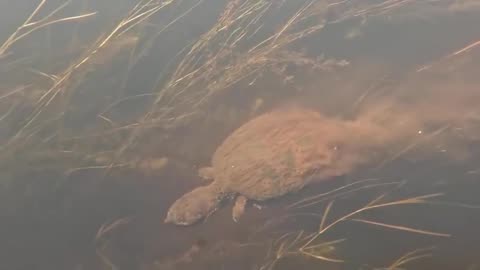 A Snapping Turtle Swims Down into the Weeds