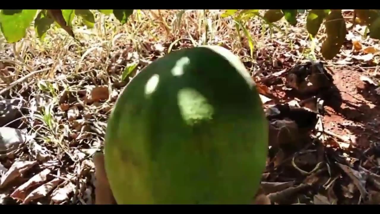 Discover why Avocado is your Body's Green Treasure