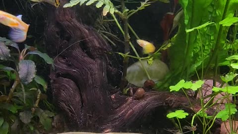 New life in the new aquascape for the guppies