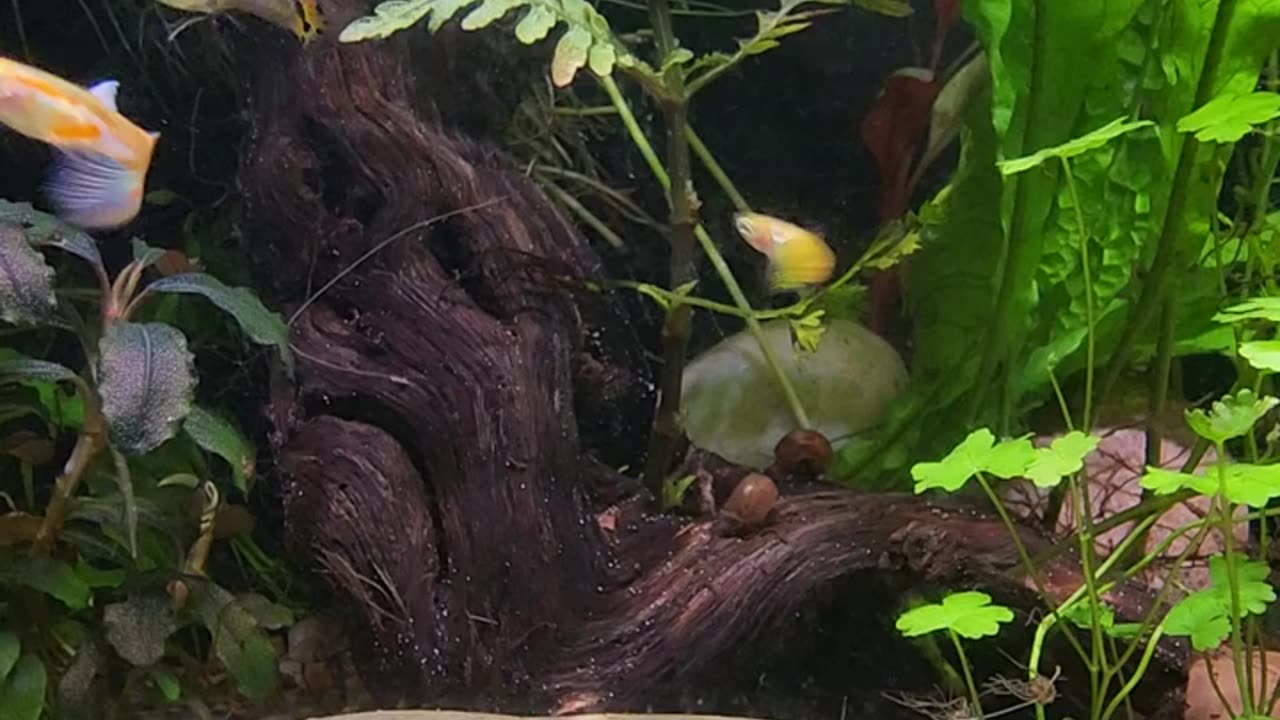 New life in the new aquascape for the guppies