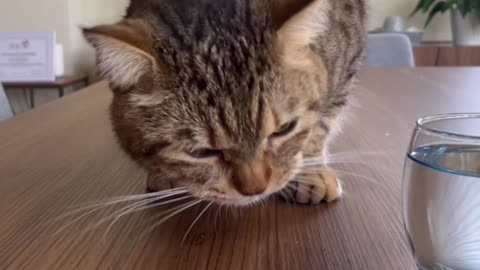 Cat Takes Pawfuls Of Strawberries