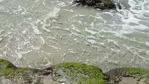 WAVES and SUNSHINE With a dash of Birds - 2025 #beach #shorts #nature OCEAN