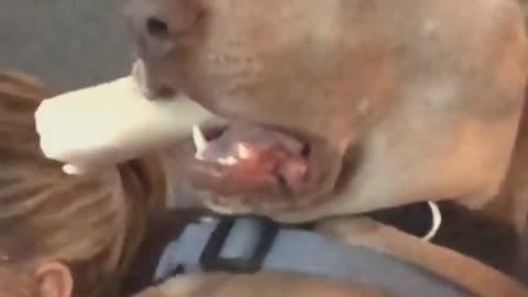 A Very Terrified Dog... 🐶