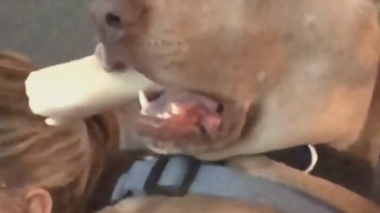 A Very Terrified Dog... 🐶