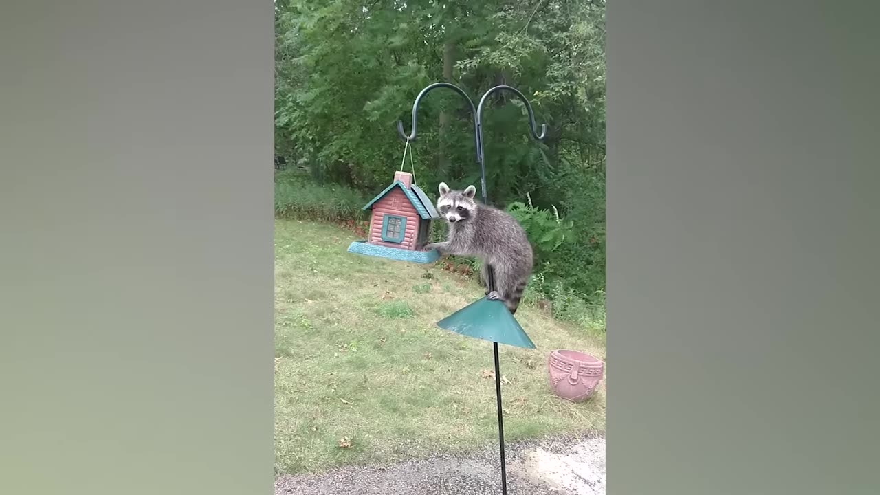 1 Hour of Funniest Cat Videos In The World | Try Not To Laugh Funny Animal Videos #125