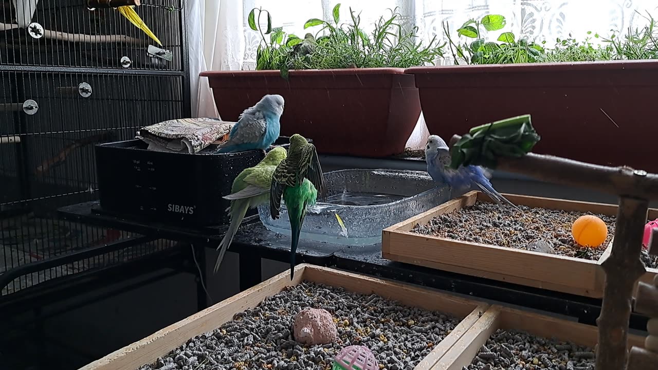 More Bathtime Chaos ...